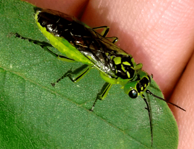 Tenthredinidae : Rhogogaster da ID